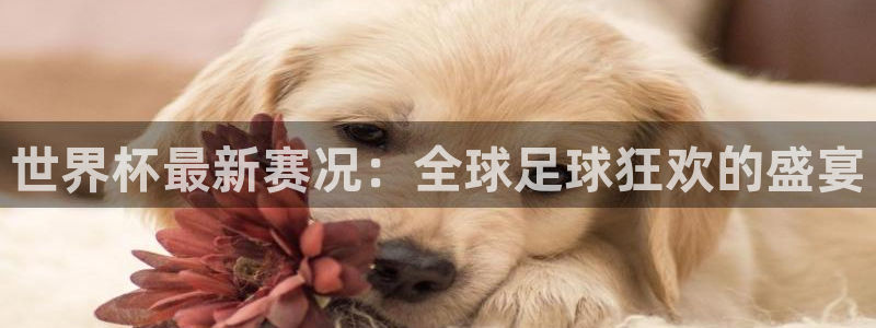 2026年世界杯赛程表时间：世界杯最新赛况：全球足球狂欢的盛宴
