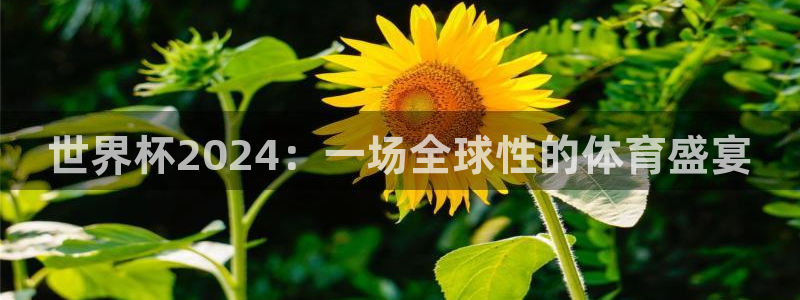 2026世界杯官网：世界杯2024：一场全球性的体育盛宴